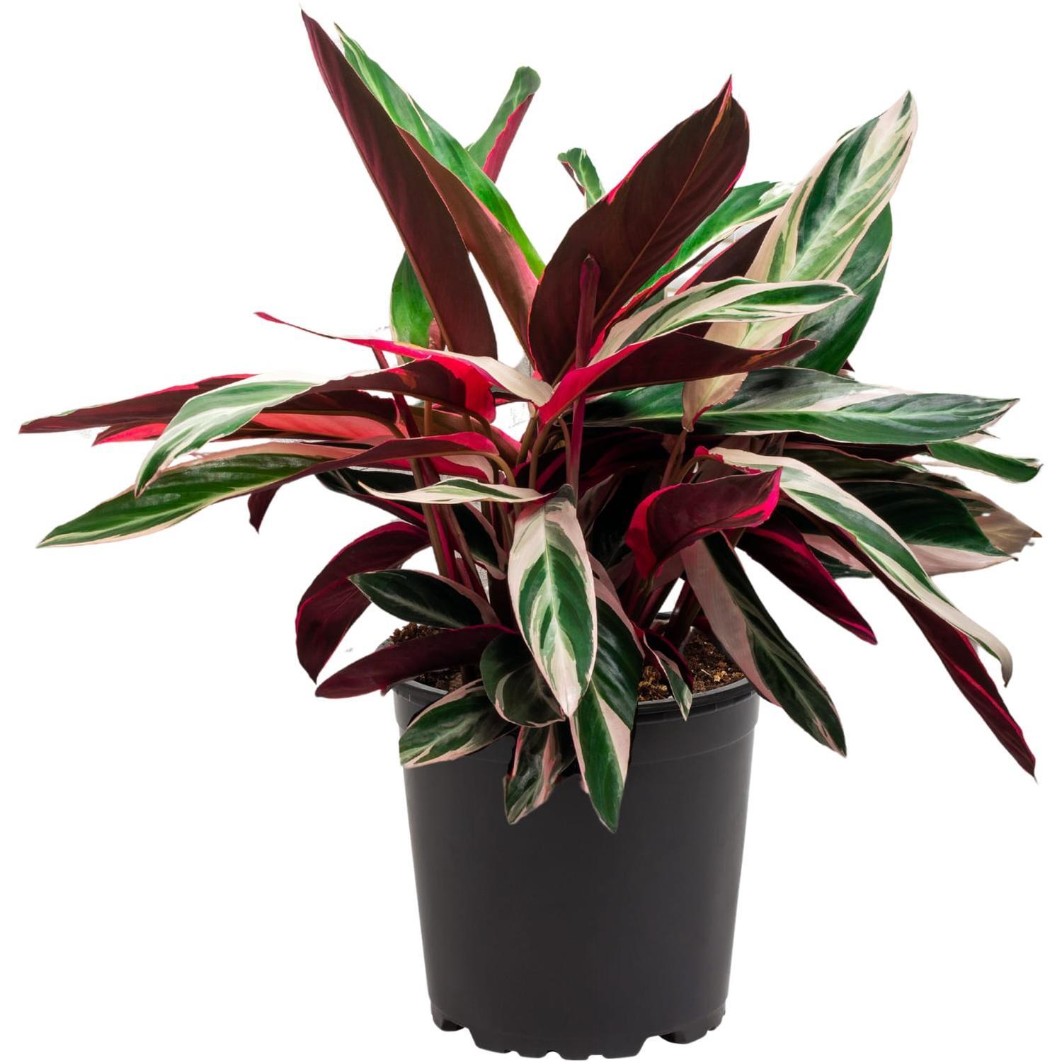 Stromanthe Triostar