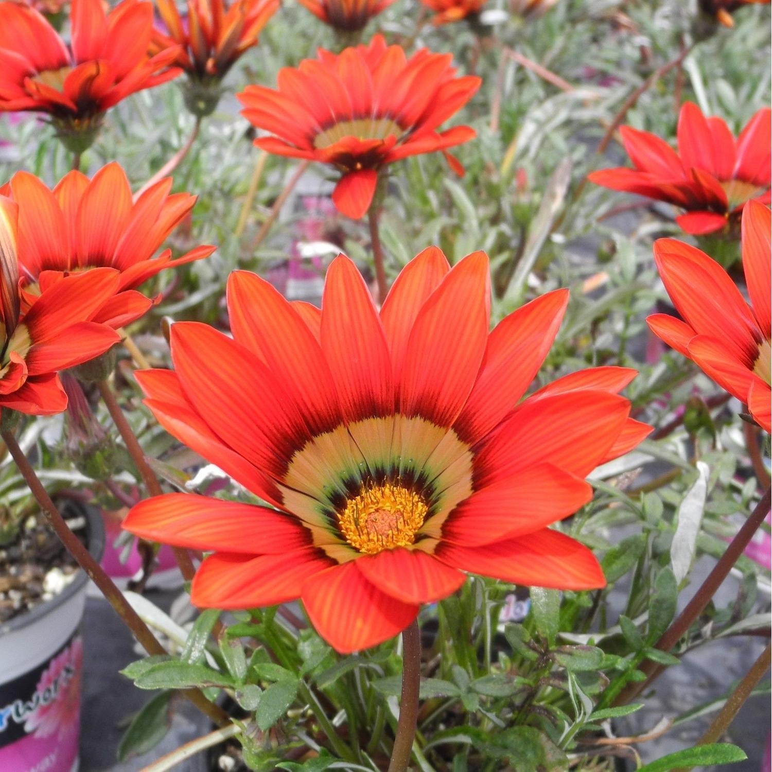 Gazania Copper Top