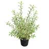 Pittosporum Tenuifolium Variegata 4L