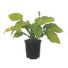 Hosta Inniswood
