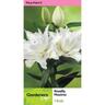 Lily Oriental Roselily Maxima Pack of 1