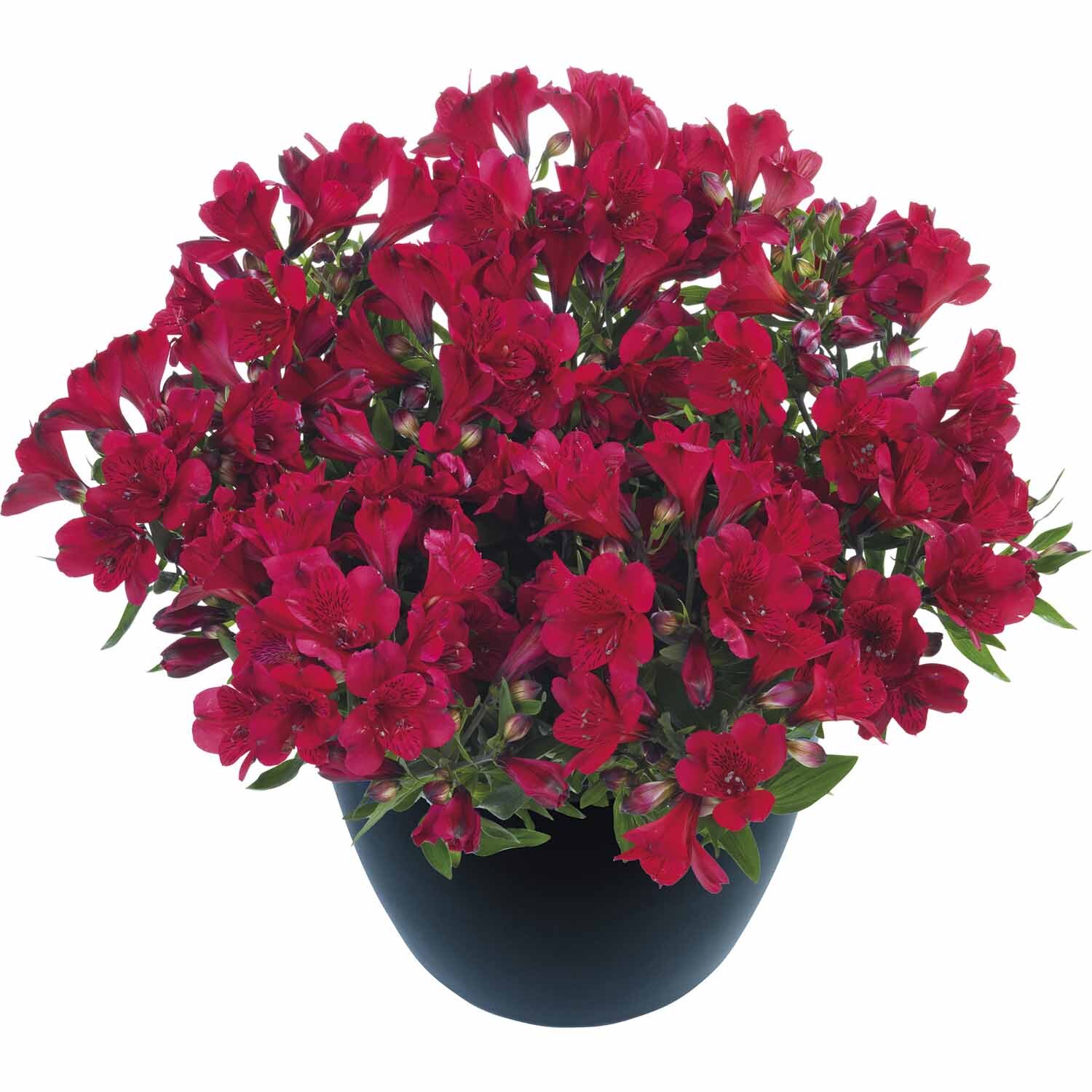 Alstroemeria Valentino