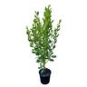 Griselinia Littoralis Broadway Mint  4L