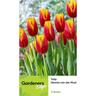 Tulip Single Hennie Van Der Most 5 pack