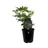 Choisya Ternata 1.9 litre