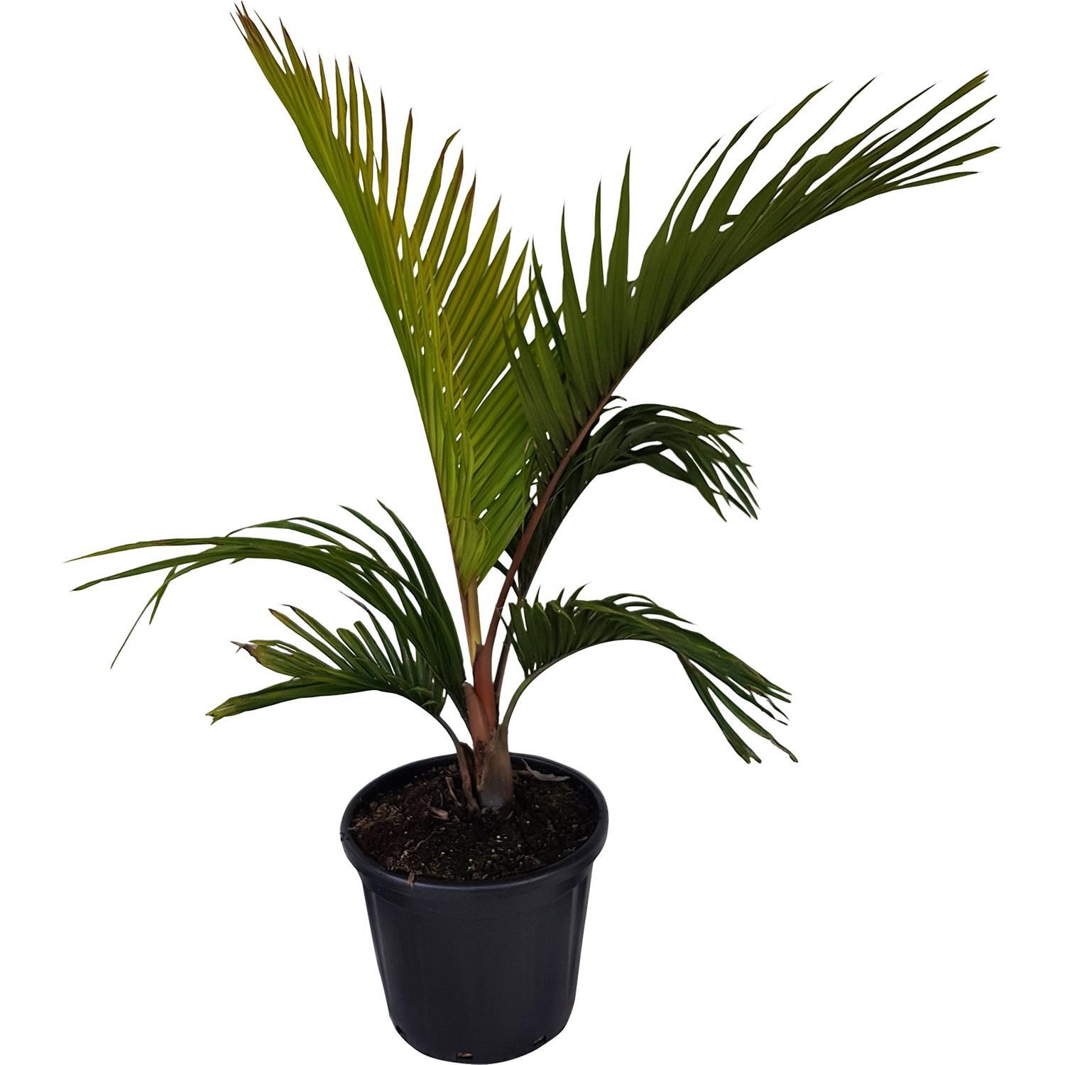 Rhopalostylis Cheesemanii