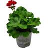 Pelargonium Big Eeze