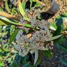 Photinia Red Robin 2L