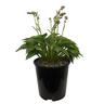 Hosta Blue Cadet