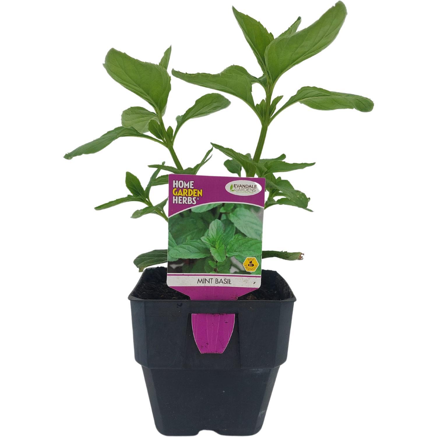 Mint Basil