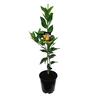Tangelo Bay Gold, Dwarf