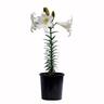 Lilium Snow Queen