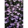 Lobelia