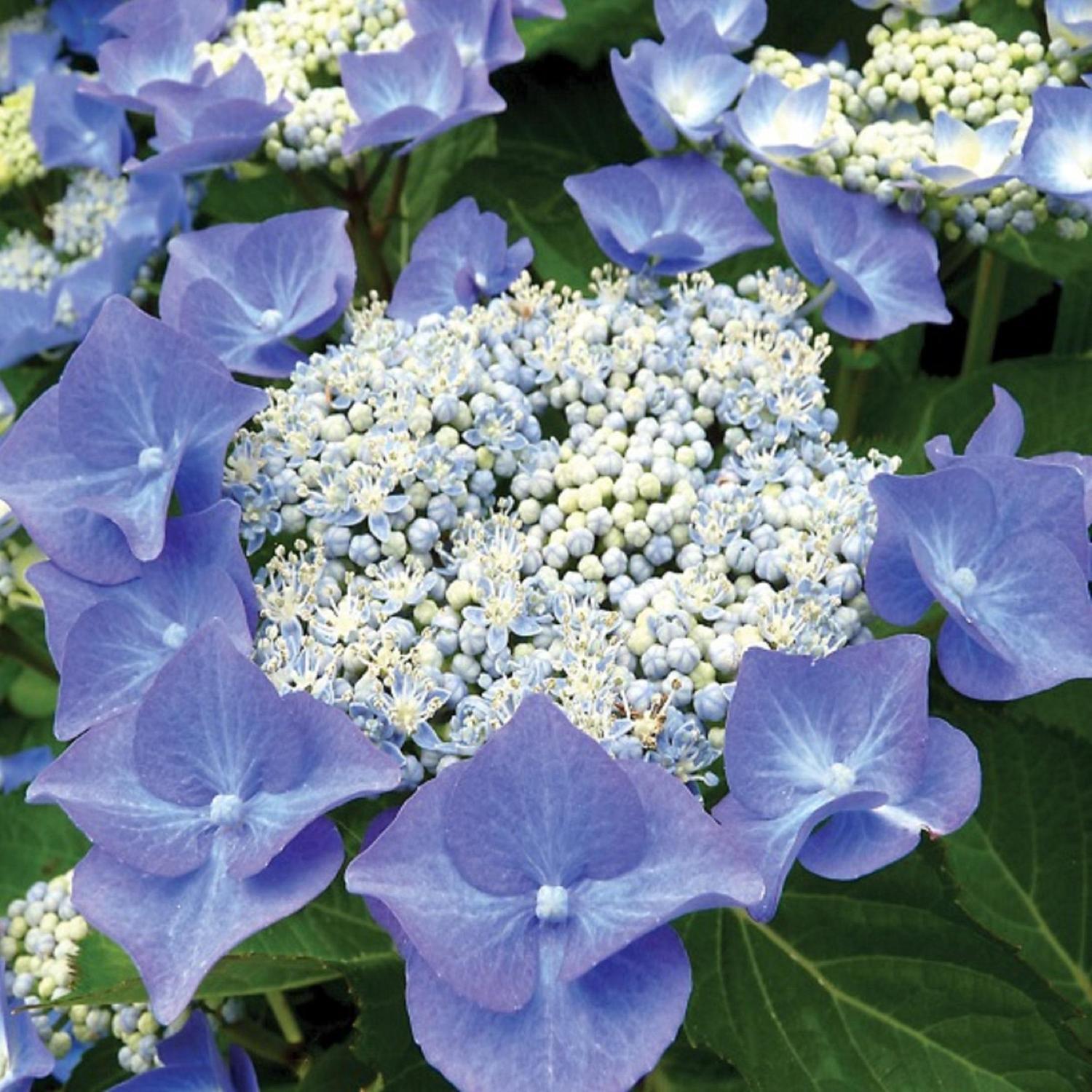 Hydrangea Nightingale