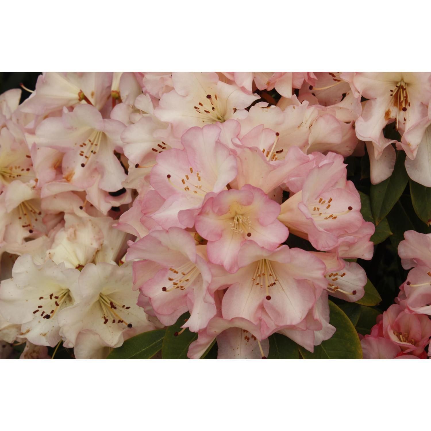 Rhododendron Bruce Brechtbill