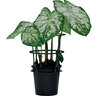Potted Caladium