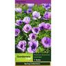 Premium Anemone Lavender Pack of 7