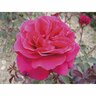 Rose Loving Memory 4.7 litre