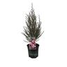 Leptospermum Sunraysia