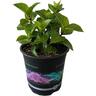 Hydrangea Saxon Pink Maiden 2.5 Litre