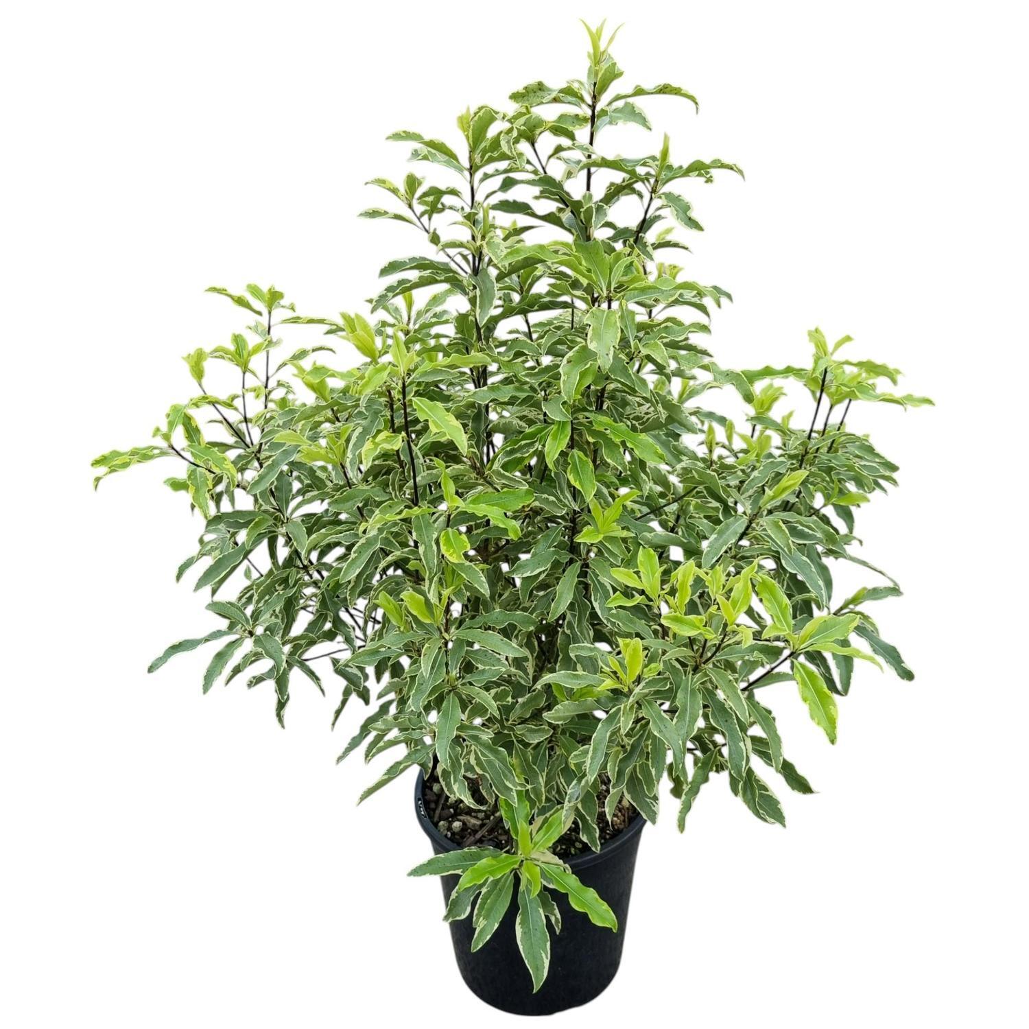 Pittosporum Minima Variegata 'Variegated Lemonwood' 4L