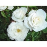 Rose White Iceberg 6 litre