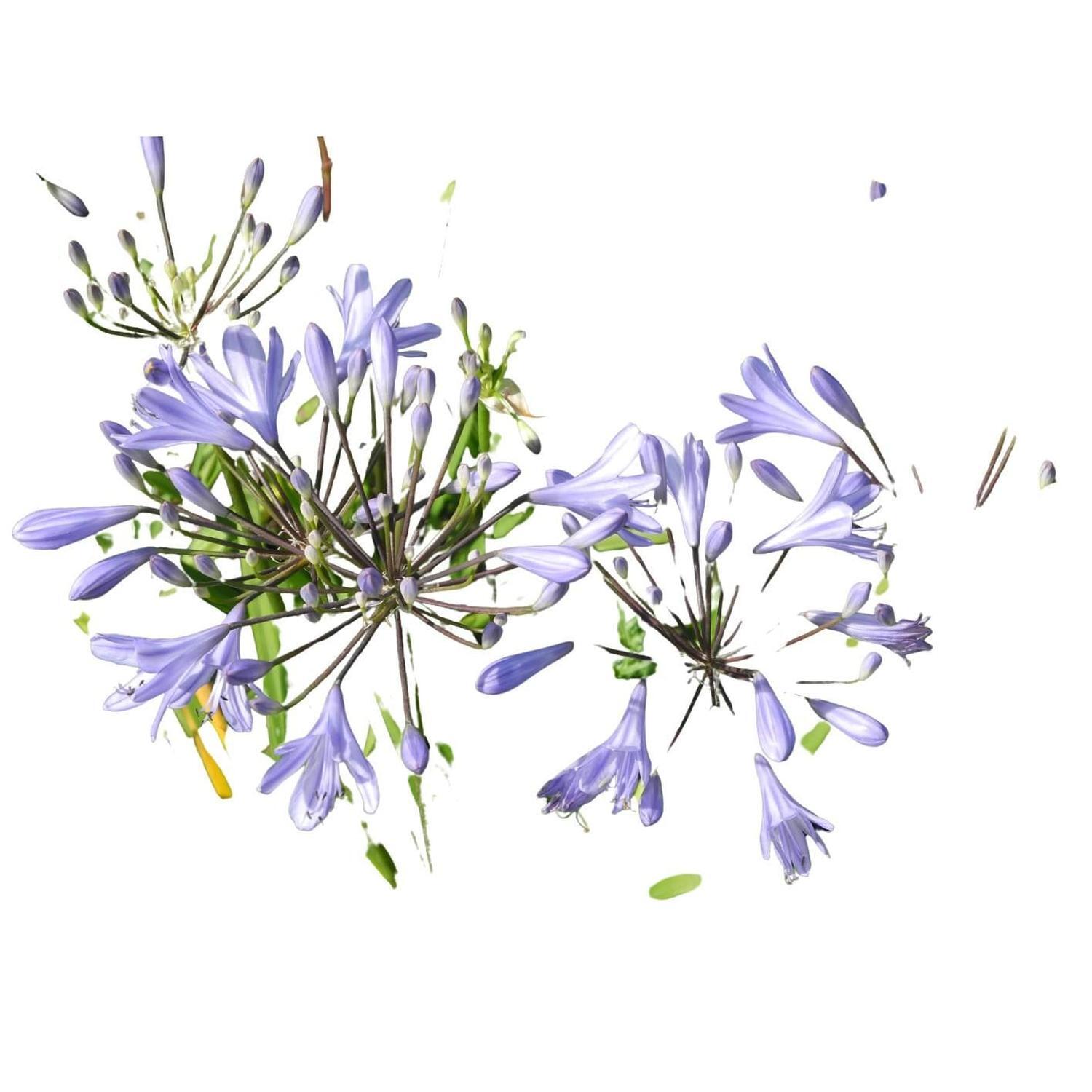 Agapanthus Peter Pan