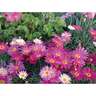 Federation Daisy Double Act