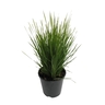 Lomandra Nyalla PVR