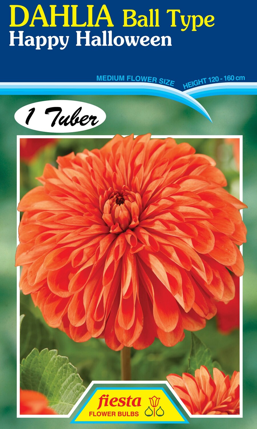 Dahlia Ball Happy Halloween 1 Pack