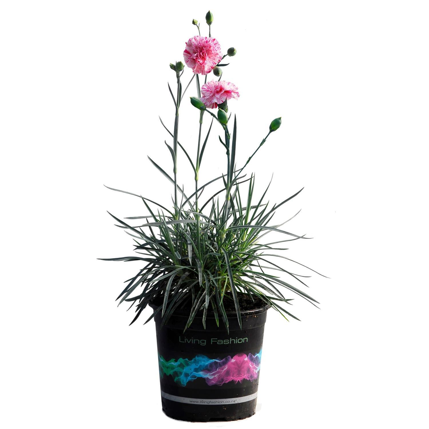 Dianthus Pinball Wizard