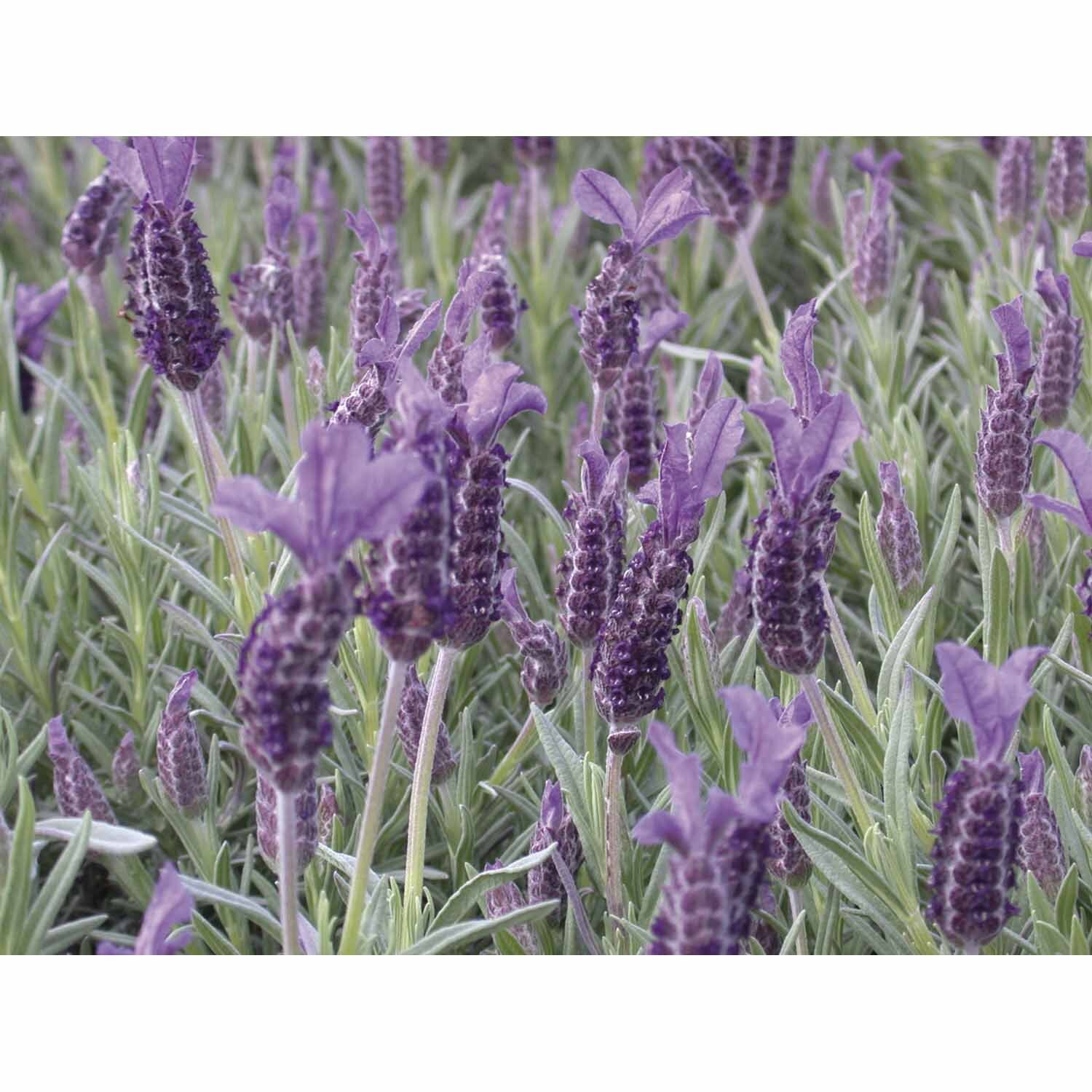 Lavender Major