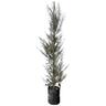 Lepospermum 'Tea Tree' Martinii 25L
