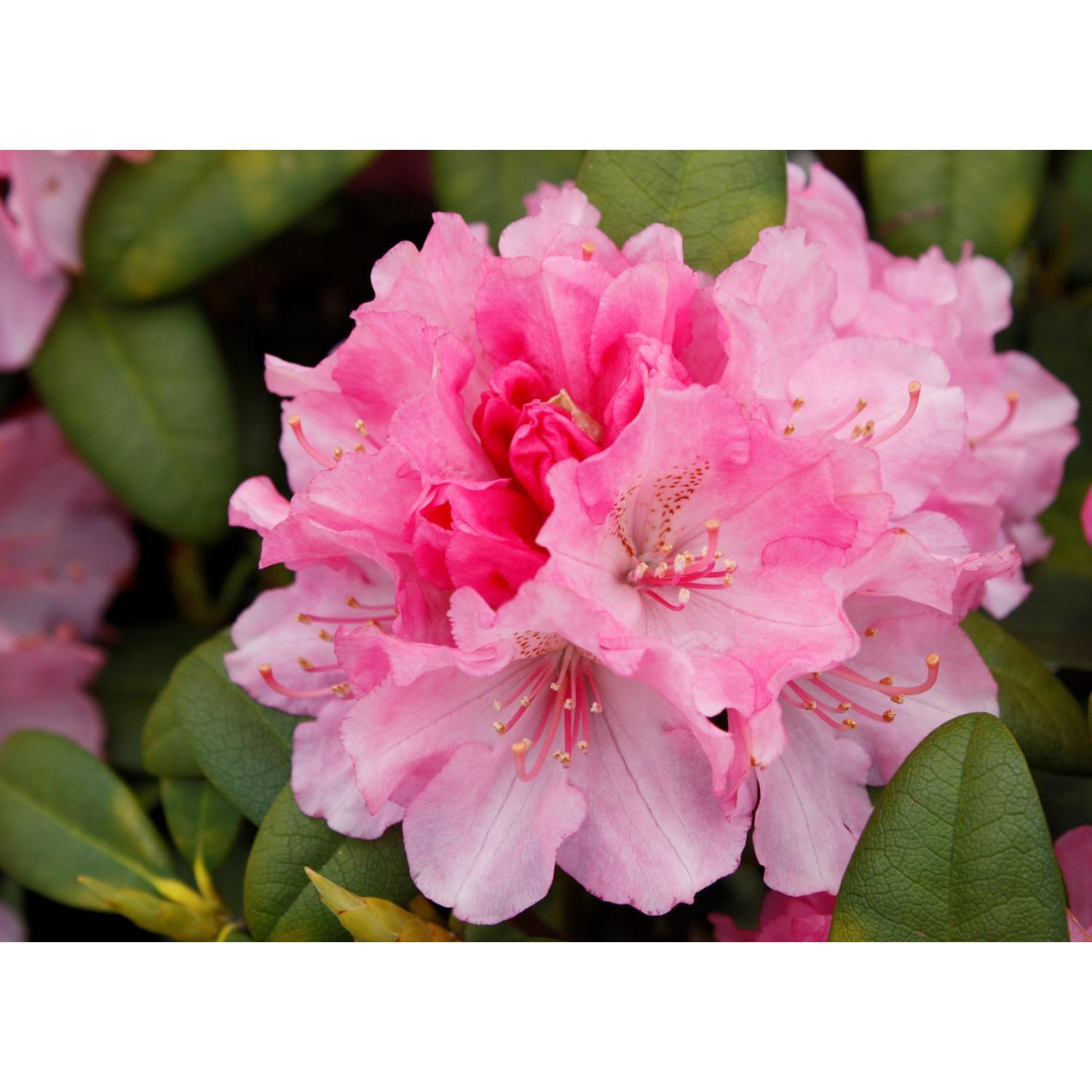 Rhododendron Doc