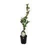 Camellia Setsugekka 1.5 litre