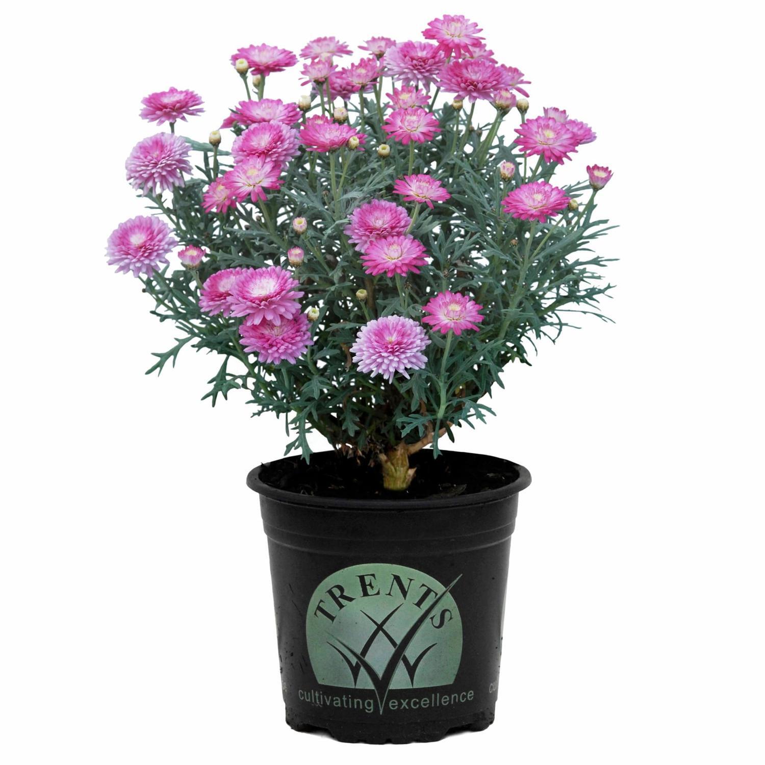 Federation Daisy Summersong Pink Blush