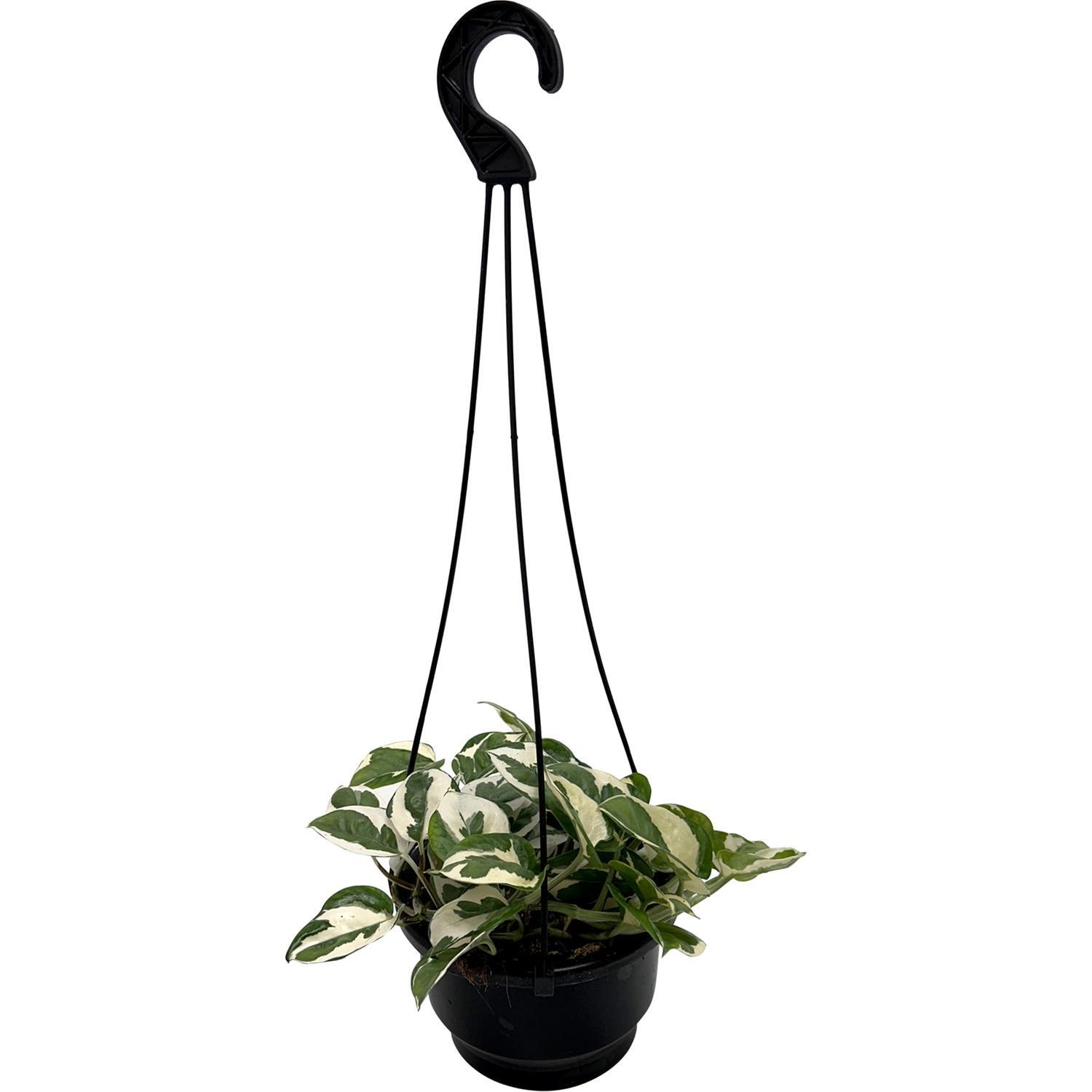 Epipremnum N'Joy 13cm