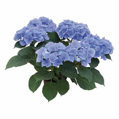 Hydrangea Renate Steiniger