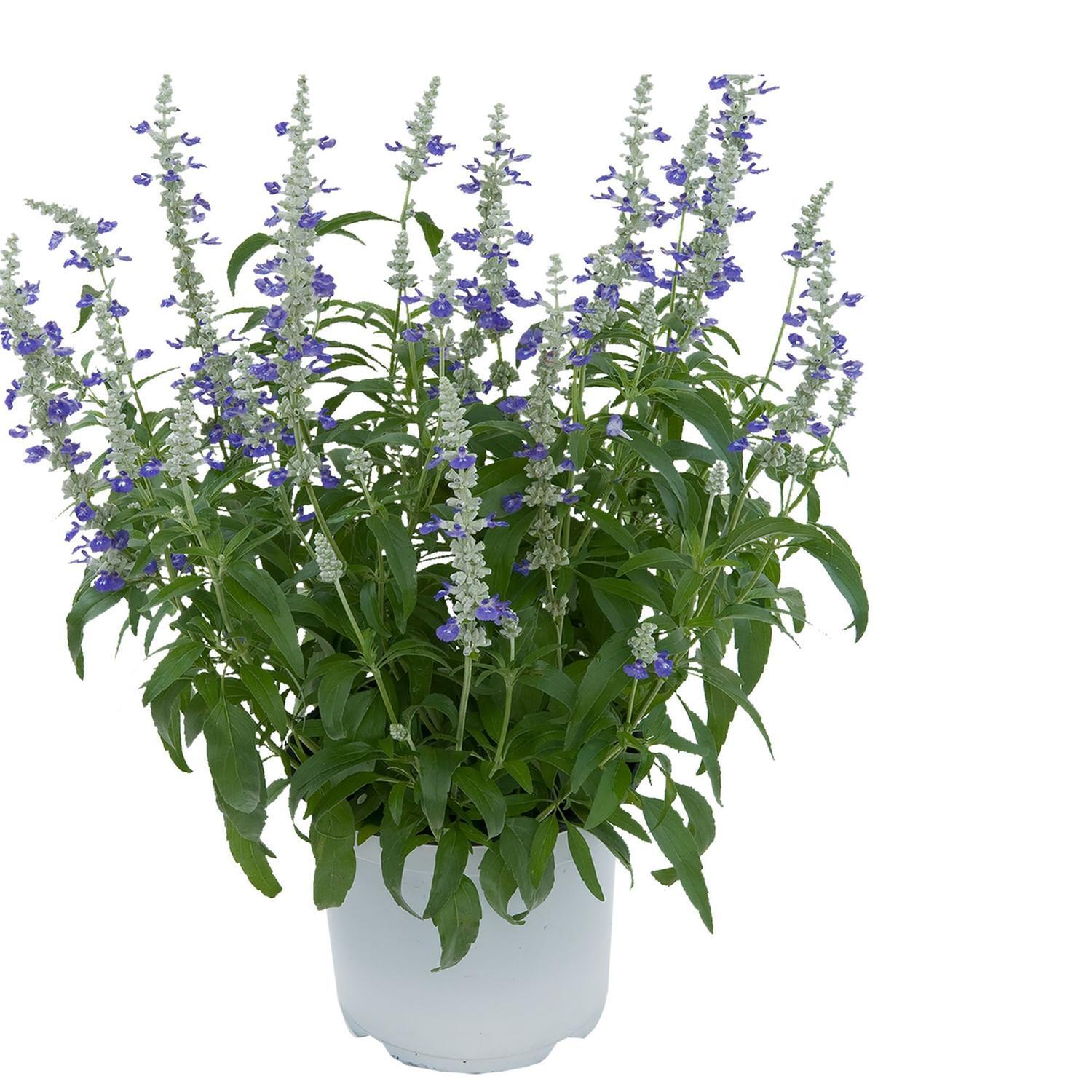 Salvia Sallyfun Blue Tune