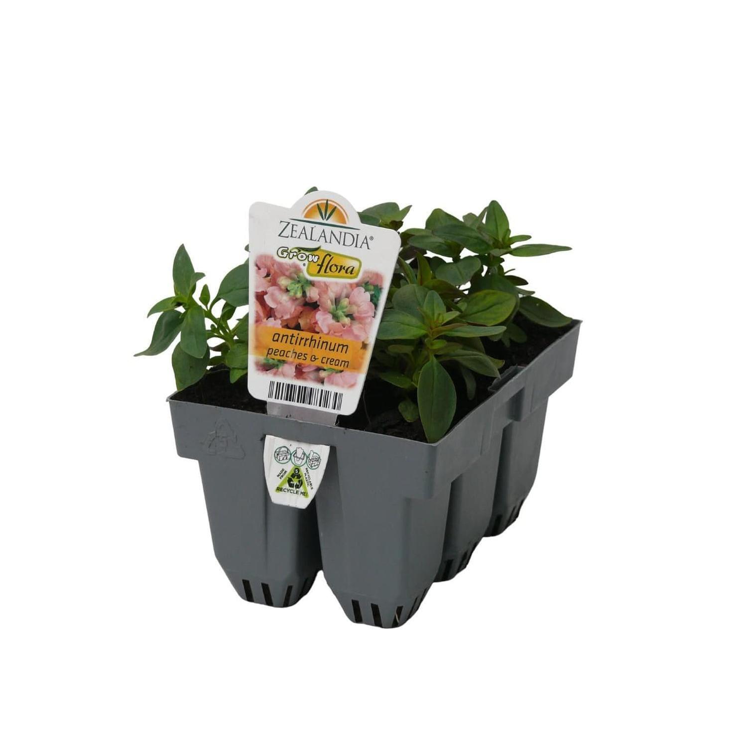 Antirrhinum Peaches & Cream