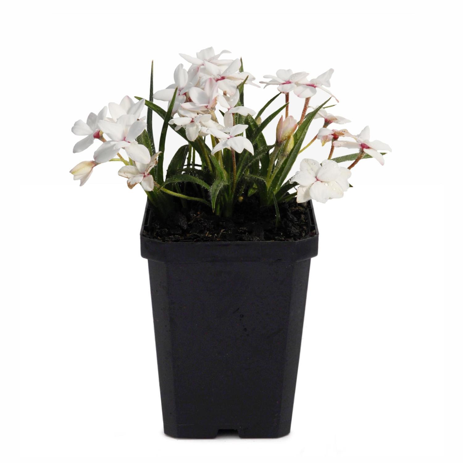 Rhodohypoxis Morning Star