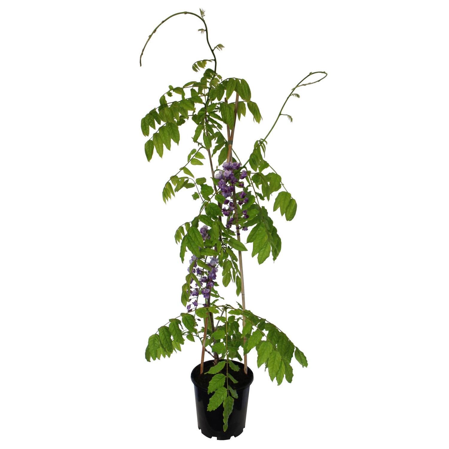 Wisteria Black Dragon