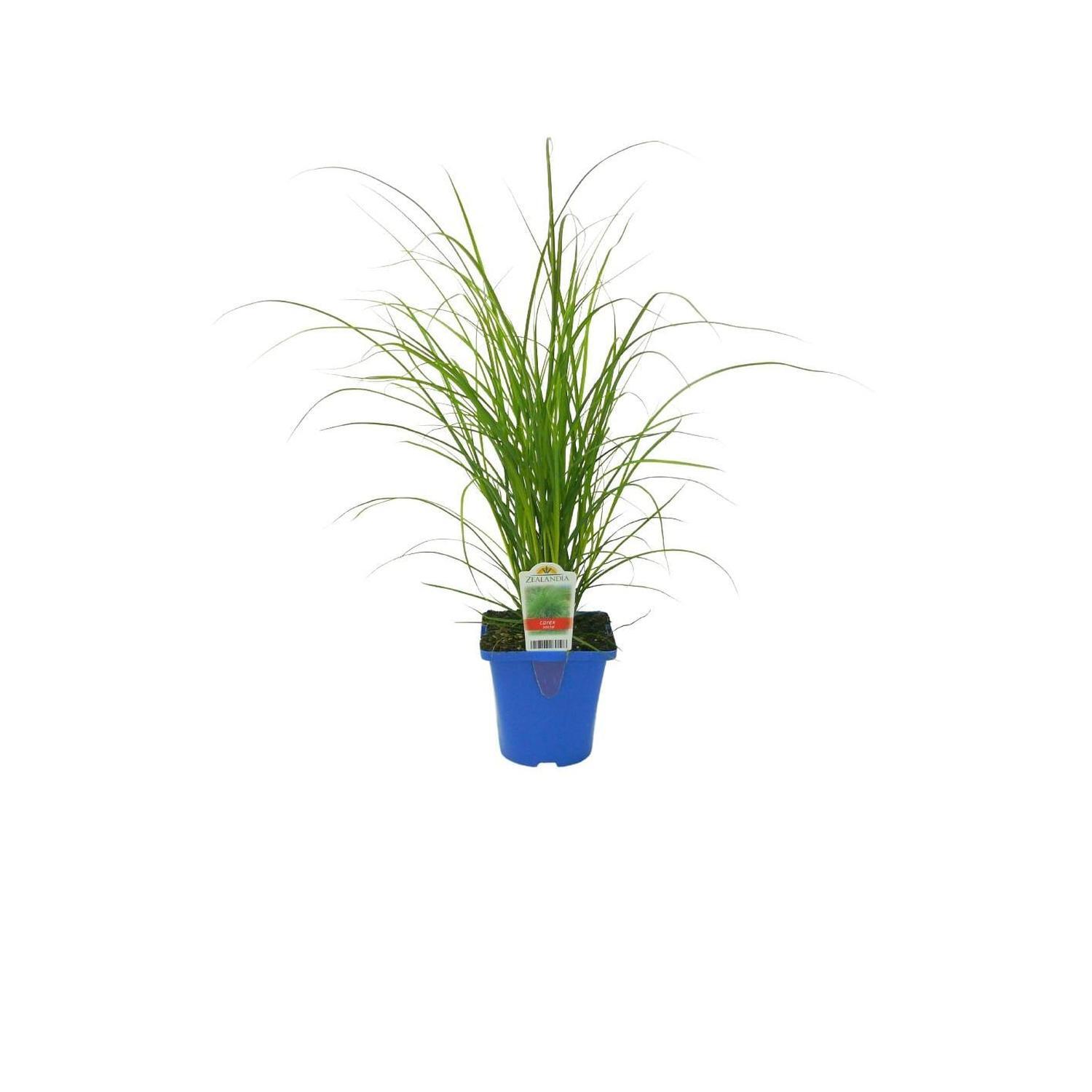 Carex Secta