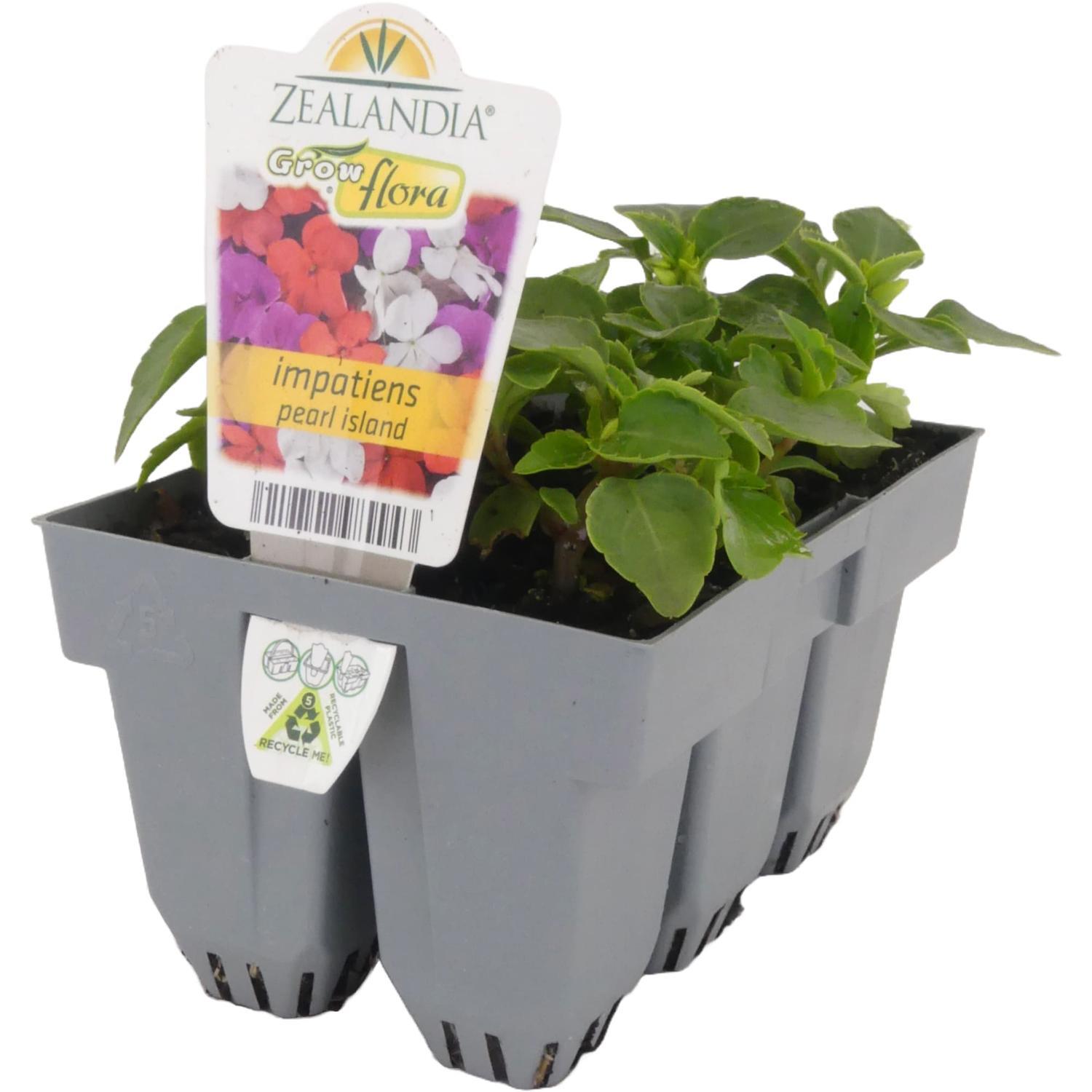 Growflora Impatiens Pearl Island