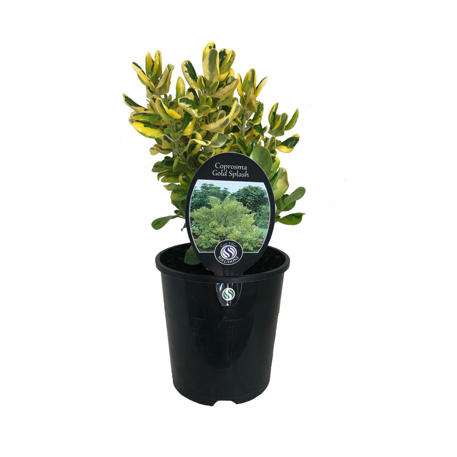 Coprosma Gold Splash