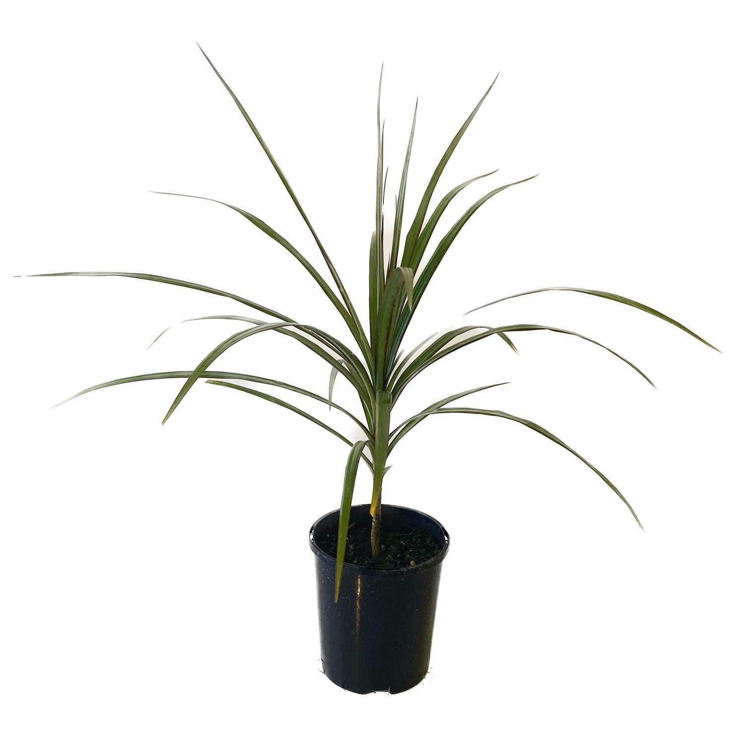 Dracaena Marginata 12cm