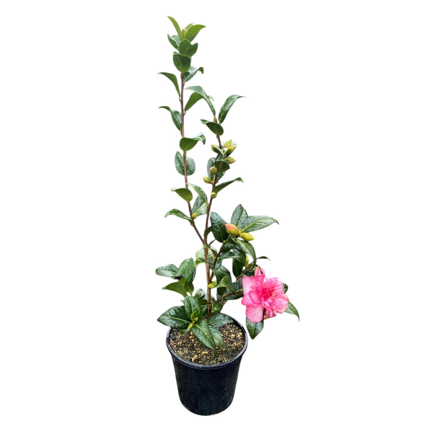 Camellia Assorted  4L