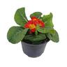 Primula F1 Bonelli Mix