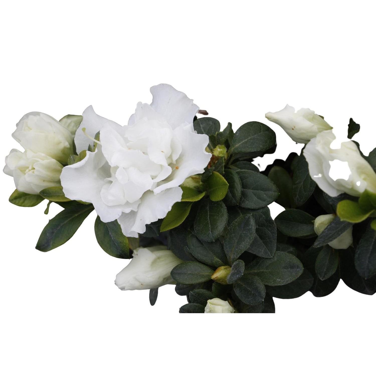 Azalea