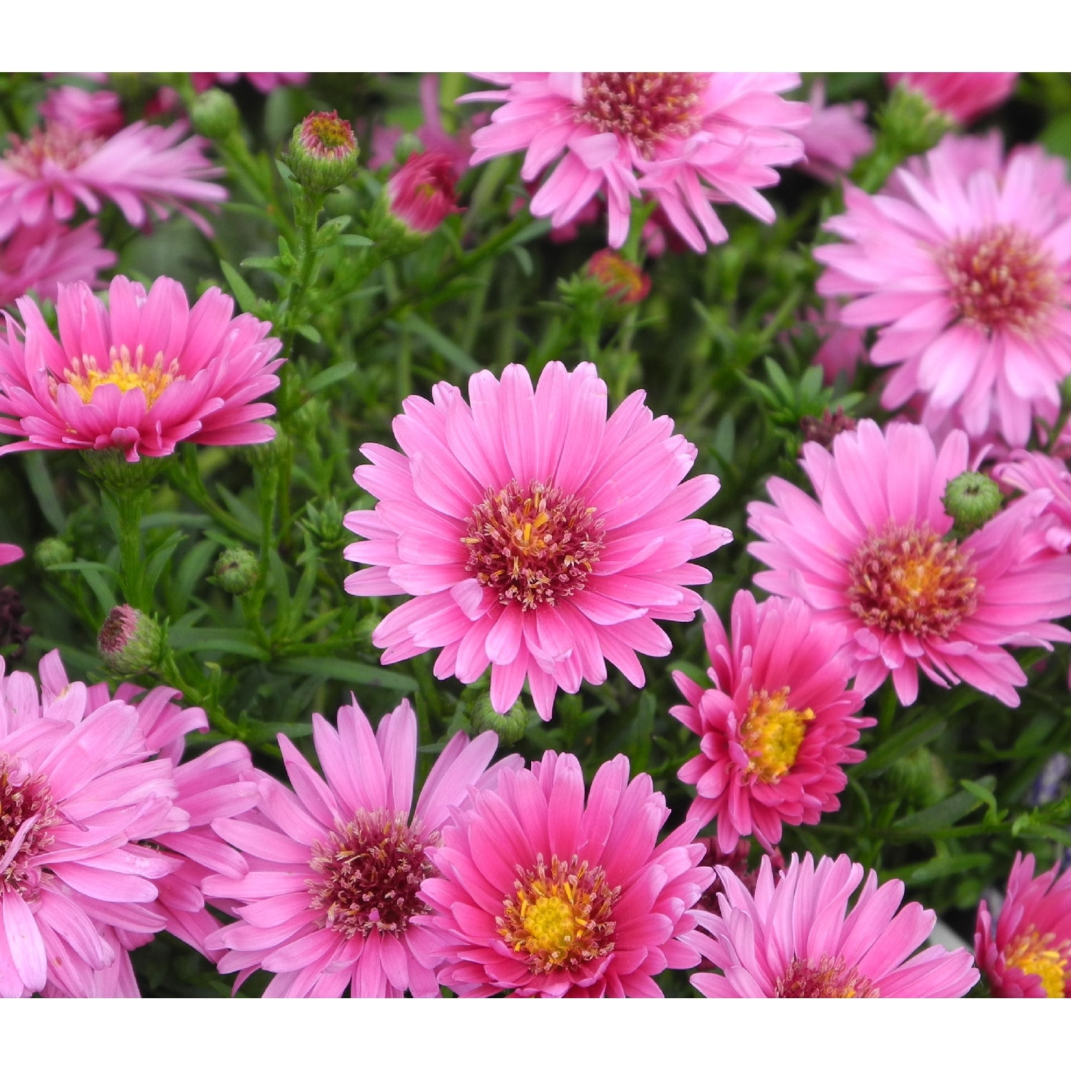 Aster Royal Ruby